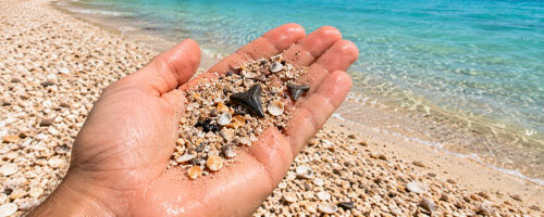 Male hand holding shark tooth at Manasota key beach near Englewood FL.