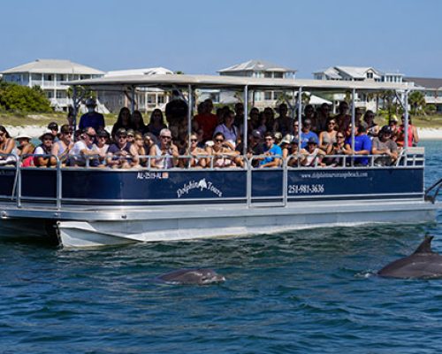 dolphin-boat-tour