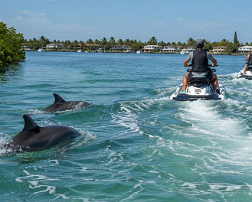 eco-wildlife-jet-ski-tour-vs-dolphin-sighting