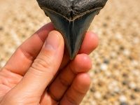 A left hand holding a large shark tooth near the Englewood Beach shore.