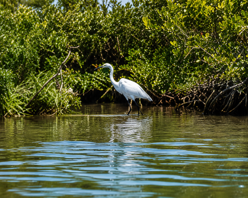 Heron wading in Lemon Bay near mangroves.